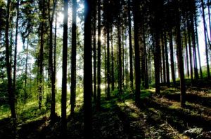 forest with sun coming through trees